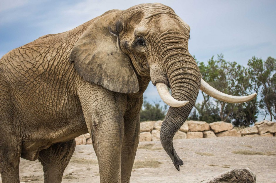 Why Elephants Don’t Get Cancer