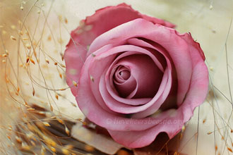 那些涤荡灵魂的英语诗歌 48 The Last Rose of Summer 夏日最后的玫瑰