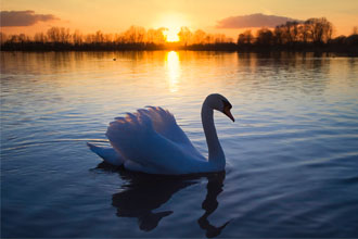 那些涤荡灵魂的英语诗歌 51 The Wild Swans at Coole 柯尔的野天鹅