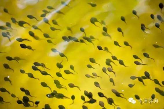 各种动物的孩子们用英文怎么称呼呢？
