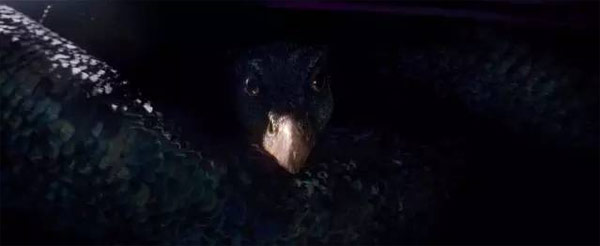 《神奇动物》里都有哪些神奇的动物？