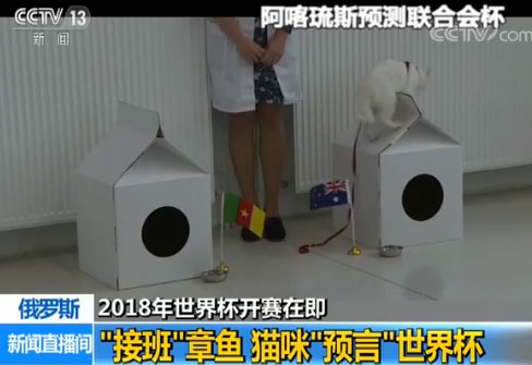 猫咪接班章鱼保罗担任世界杯“官方预言家”