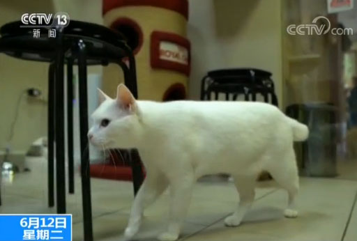 猫咪接班章鱼保罗担任世界杯“官方预言家”