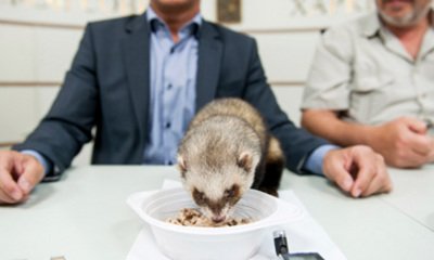 猫咪接班章鱼保罗担任世界杯“官方预言家”