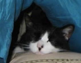 实战口语情景对话：Rocky Gets a Home 小猫洛基有了新家