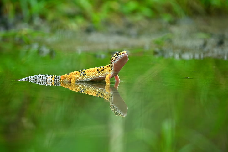 澳大利亚一男子生吞壁虎后死亡