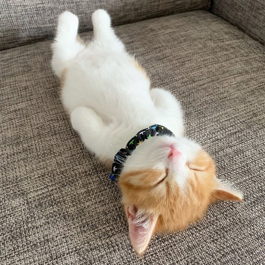 因睡姿而闻名的小猫