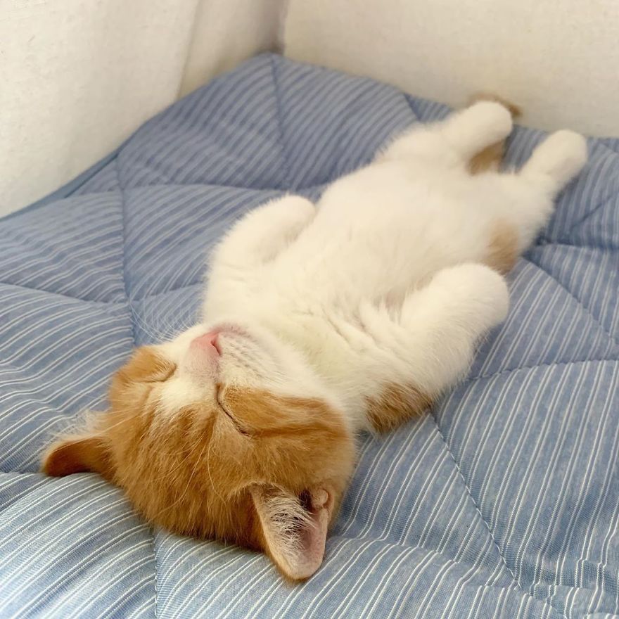 因睡姿而闻名的小猫