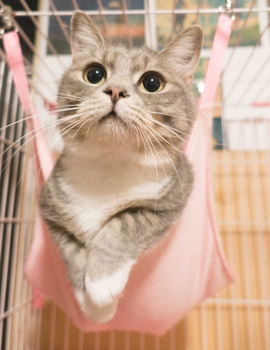 监控显示，猫咪试图在主人睡觉时“谋杀”他
