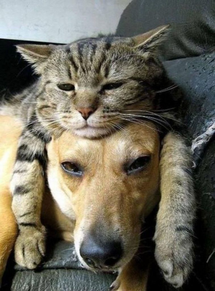 猫狗斗？不一定，来看看这些家伙！