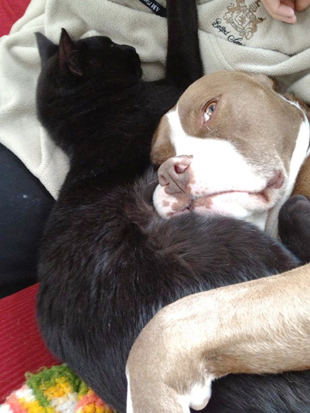 猫狗斗？不一定，来看看这些家伙！