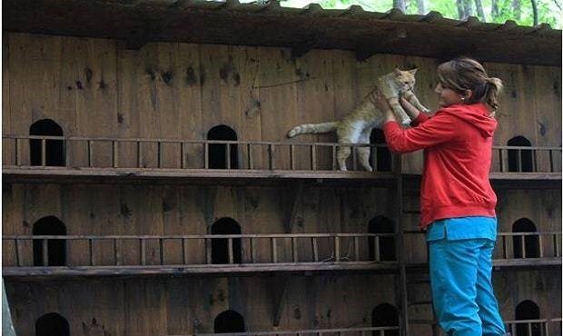 在土耳其，有一个专为流浪猫而建的小镇