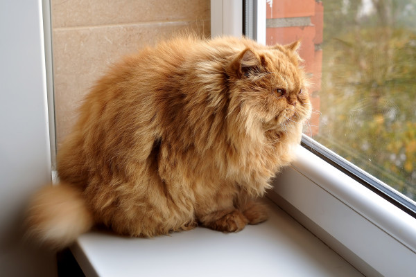超过一半的猫，都太胖了