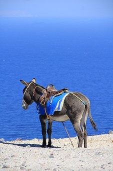 「双语」商人和他的驴子 A Merchant and his Donkey