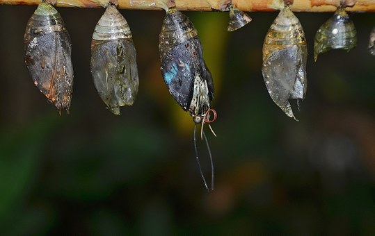 「双语」茧与蝴蝶 Cocoon and the Butterfly