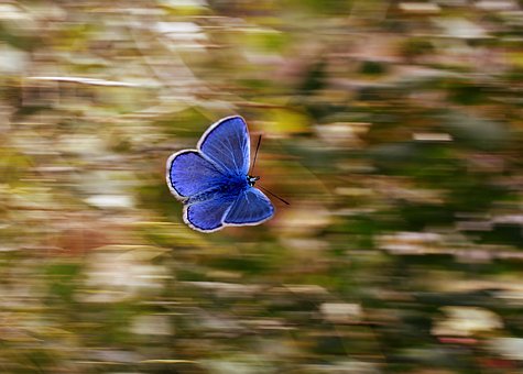 「双语」茧与蝴蝶 Cocoon and the Butterfly