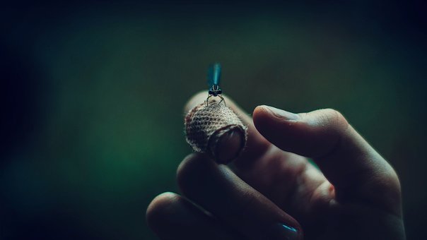 「双语」萤火虫的秘密 The secret of the fireflies