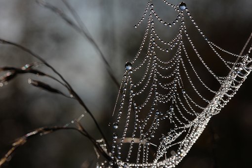 工程师们发明了一种以蜘蛛网为灵感的胶带，可以代替手术缝合线