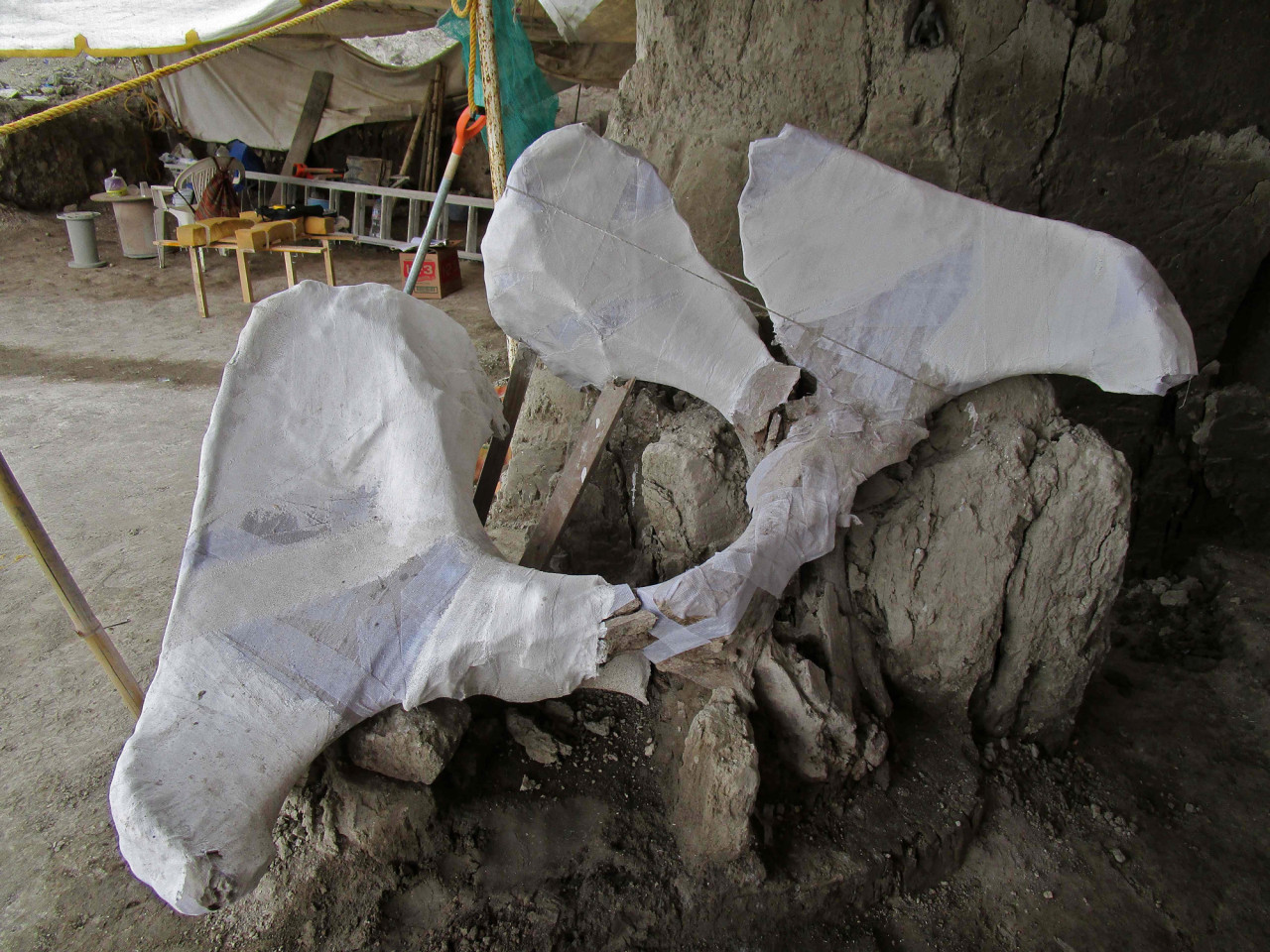 15000年前的猛犸象陷阱，是古代猎人的第一个证据
